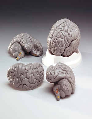 Brain Model-Budget Brain Model-3 Parts- Anatomical- Size(CM):17x13x12 | ABC Books