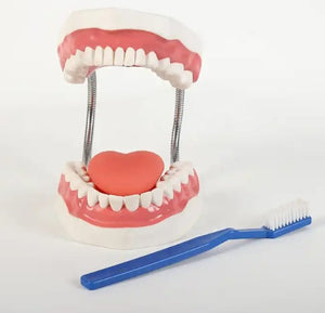 Dentistry Model -Oral Care Model - With Brush - 28 Teeth-Sciedu(cm):21x17x11 | ABC Books