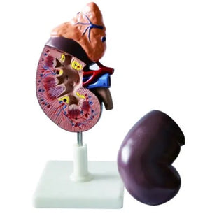 Urology Model- Human Kidney with Adrenal Gland-2 Part-Sciedu (CM) 19x13x12 | ABC Books