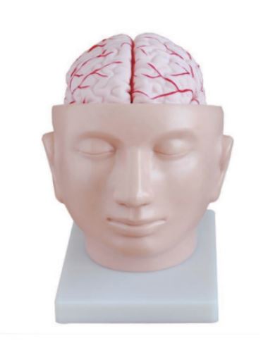 Brain Model-Brain with Arteries on Head-9 Parts-Life Size-Sciedu-Size(CM): 23x22x18
