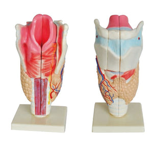 ENT Model-Human Larynx-Sciedu-Size(CM): 11x11x25 | ABC Books