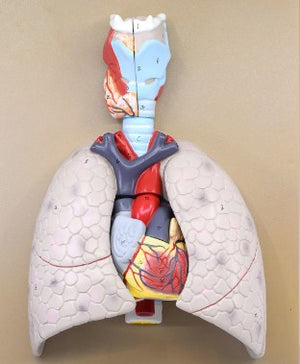 Thoracic Model-Lungs with Heart Model-Anatomical-Size(CM): 46x40x12 | ABC Books
