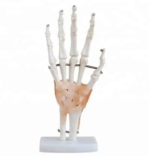 Bone Model-Model of Human Hand | ABC Books