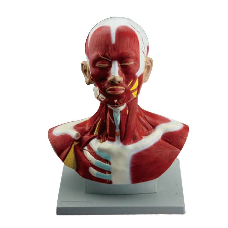 Head Model-Head and Neck Musculature- Sciedu-Size(CM): 44x40x23