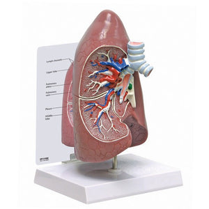 Thoracic Model-Lung-GPI (CM): 25x16x14 | ABC Books