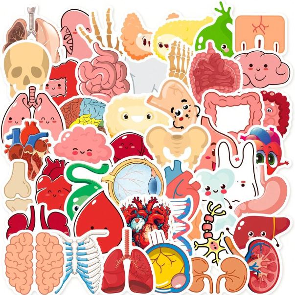 50pcs Anatomy Stickers