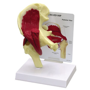 Bone Model-Muscled Hip- GPI (CM): 23x18x17 | ABC Books