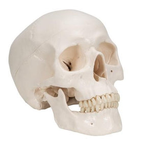 Bone Model-Classic Human Bone Model, 3 Part-3B Scientific (CM) 19x15x13 | ABC Books