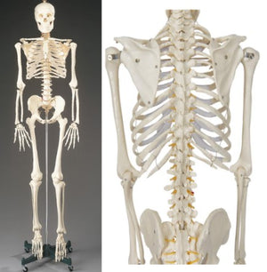 Bone Model- 145CM- Budget Bart Four-Foot Skeleton-Anatomical (CM- ):145x37x19 | ABC Books