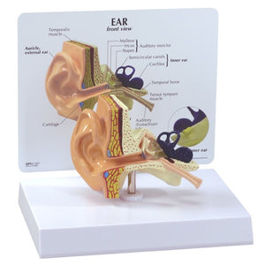 ENT Model-Ear-GPI-Size(CM): 16x12x12 | ABC Books