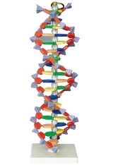 Biology Model-DNA Structure-Sciedu (CM):12x12x40 | ABC Books