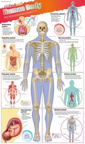 DKfindout! Human Body Poster | ABC Books