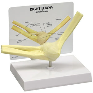 Bone Model-Basic Elbow-GPI-Size(CM): 20x17x13 | ABC Books