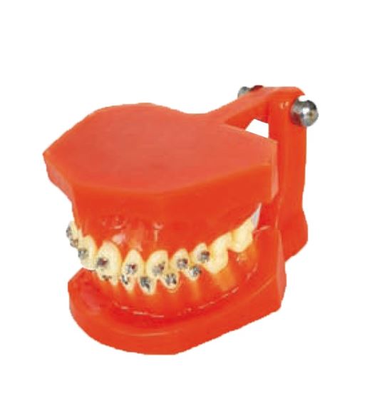 Dentistry Model-Metal Bracket Orthodonics-Sciedu(CM):10x8x5