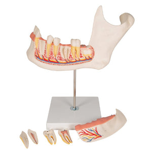 Dentistry Model-Half Lower Jaw Small Size-Sciedu(CM):19x13x10 | ABC Books