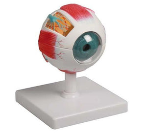 Eye Model-Eye Model, 5 Times Full- Size, 6 Part-Ningbo-Size(CM): 24x16x14 | ABC Books