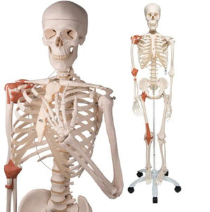 Bone Model- 175CM- Human Bone Model- Leo with Ligaments-3B Smart Anatomy-3B Scientific-(CM- ):175x40x24 | ABC Books