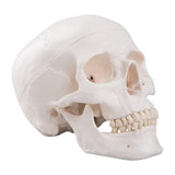 Bone Model-Model of Adult Skull-3 Part-Sciedu (CM) 19x15x13 | ABC Books