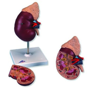 Urology Model- Urology Modelwith Adrenal Gland, 2 Part- 3B-Size(CM): 33x27x5 | ABC Books