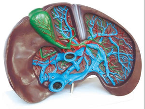 Digestive Model-Human Liver Model-Sciedu-Size(CM): 34x23x15 | ABC Books