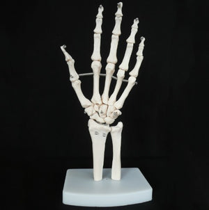 Bone Model-Life-Size Hand Joint-Sciedu (CM) 23x12x12 | ABC Books