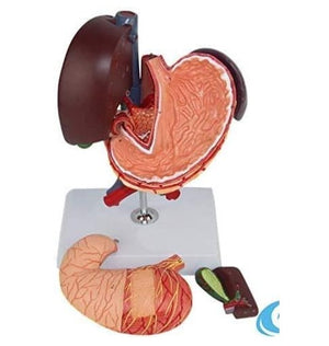 Digestive Model-Liver and Gallbladder, Pancreas, Stomach, Duodenum Model-Sciedu-Size(CM): 29x15x12 | ABC Books