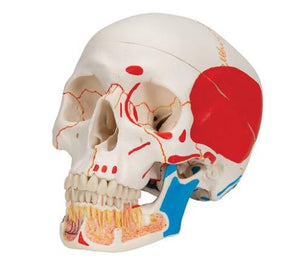 Bone Model-Classic Human Bone Model with Opened Lower Jaw, 3 Part, Painted-3B Scientific (CM) 19x15x13 | ABC Books