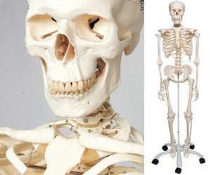 Bone Model- 175CM- Model of Human Skeleton-Sciedu (CM- ):175x40x24 | ABC Books
