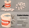 Dentistry Model-Teeth Model- Soft-Sciedu(CM):12x8x6 | ABC Books