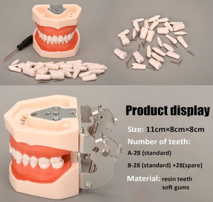 Dentistry Model-Teeth Model- Soft-Sciedu(CM):12x8x6 | ABC Books