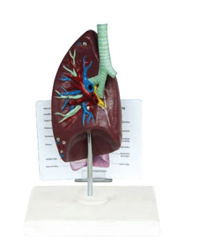 Thoracic Model-Lung Mode with Description Plate- Sciedu (CM): 25x12x12 | ABC Books