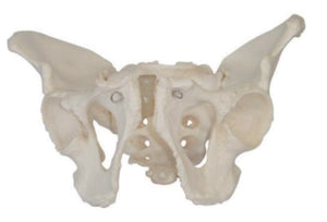 Bone Model-Adult Male Pelvis-Size(CM):25x22x28 | ABC Books