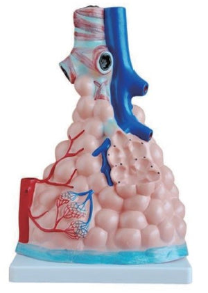 Thoracic Model-Magnified Pulmonary Alveoli Model-Sciedu-Size(CM): 40x29x25 | ABC Books
