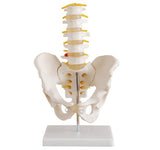Bone Model-Half-Size Pelvis with 5 Lumbar Vertebrae-Sciedu(CM):23x16x11 | ABC Books