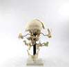 Bone Model-Model of Skull Bone-13 Part-Sciedu (CM) 19x17x13 | ABC Books