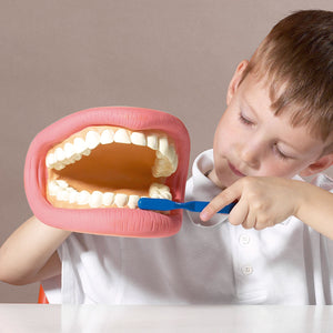 Dentistry Model -TickiT 03083 Giant Teeth Dental Demonstration Model-Size(cm): 20x15x10 | ABC Books