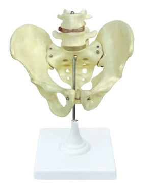 Bone Model-Male Pelvis- Size(CM): 38x24x21 | ABC Books