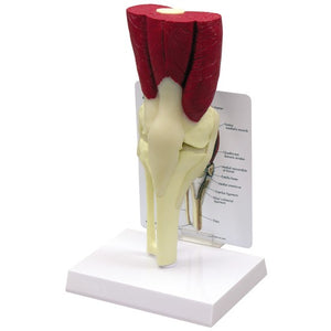 Bone Model-Muscled Knee- GPI (CM): 30x16x12 | ABC Books