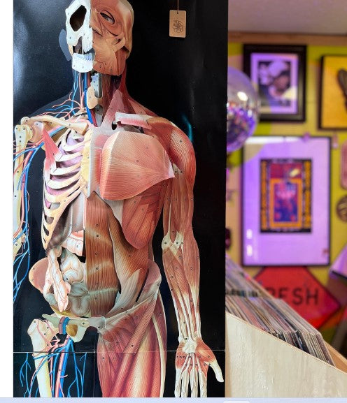 Chart-Dimensional Man -3D Life Size Human Body-Anatomical (CM):88x31x5**