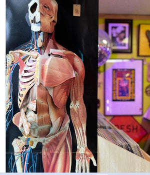 Chart-Dimensional Man -3D Life Size Human Body-Anatomical (CM):88x31x5** | ABC Books