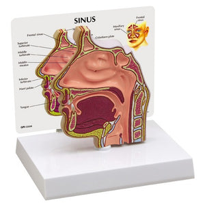 ENT Model-Basic Sinus Model-GPI-Size(CM): 18x17x5 | ABC Books