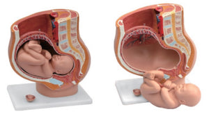 Reproductive Model-Pregnancy Pelvis with Mature Fetus 3 Parts-Sciedu-Size(CM): 36x35x25 | ABC Books