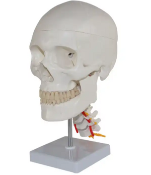 Bone Model-Skull with Cervical Spine-4 Part-Sciedu (CM) 28x20x20 | ABC Books