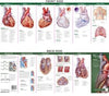 Anatomical Chart Company's Illustrated Pocket Anatomy: Anatomy of The Heart Study Guide, 2e | ABC Books