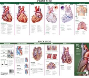 Anatomical Chart Company's Illustrated Pocket Anatomy: Anatomy of The Heart Study Guide, 2e | ABC Books
