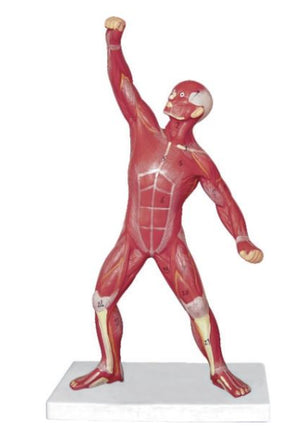 Muscular Model-20CM-Mini Human Muscle-Sciedu (CM):20x17x8 | ABC Books