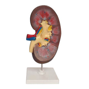 Urology Model- Human Kidney-Size-Sciedu (CM):20x15x19 | ABC Books