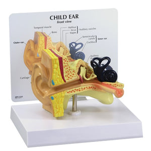 ENT Model -Child Ear-GPI -Size(cm): 10x8x5 | ABC Books