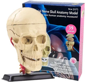 Educational Games-Model of Human Skull-Mini Size-39 Parts-Sciedu (CM) 12x11x8 | ABC Books