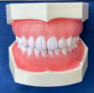 Dentistry Model-Dental Care Model-28 Teeth-Sciedu(CM):12x11x9 | ABC Books